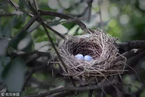 屋簷有鳥巢|【家中有鳥築巢】鳥築巢兆頭！家中有鳥築巢的風水好運